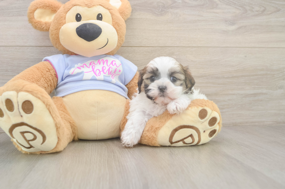 5 week old Teddy Bear Puppy For Sale - Simply Southern Pups