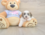 6 week old Teddy Bear Puppy For Sale - Simply Southern Pups 6 week old Teddy Bear Puppy For Sale - Simply Southern Pups