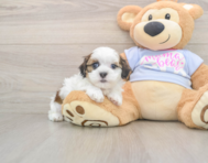 8 week old Teddy Bear Puppy For Sale - Simply Southern Pups