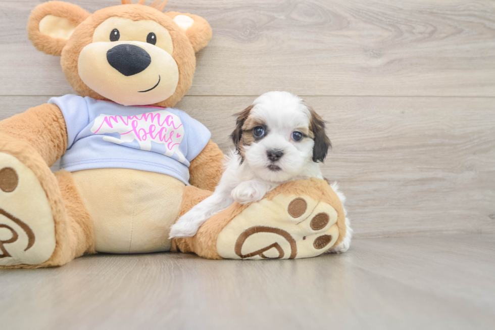 Hypoallergenic Shichon Designer Puppy