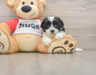 9 week old Teddy Bear Puppy For Sale - Simply Southern Pups