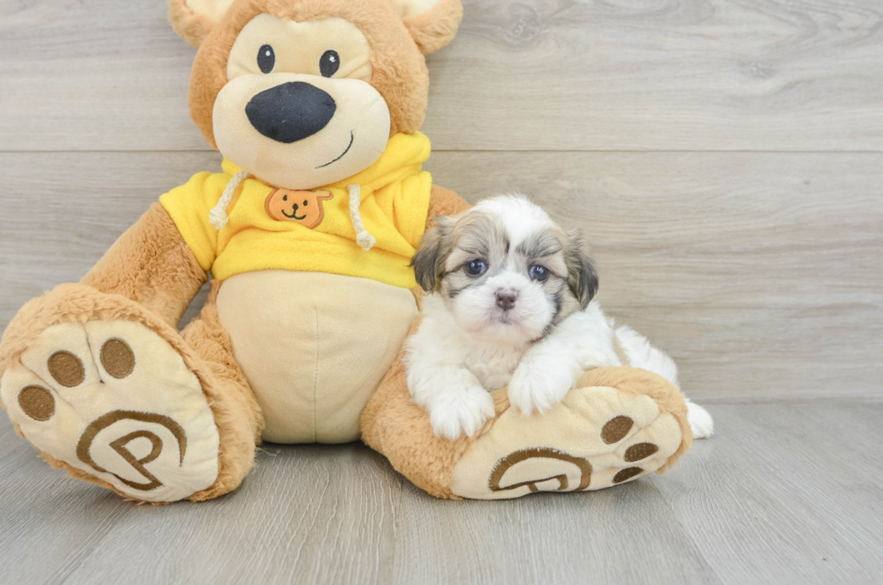 5 week old Teddy Bear Puppy For Sale - Simply Southern Pups