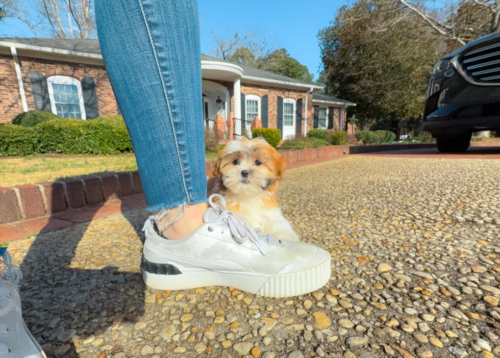 Teddy Bear Pup Being Cute