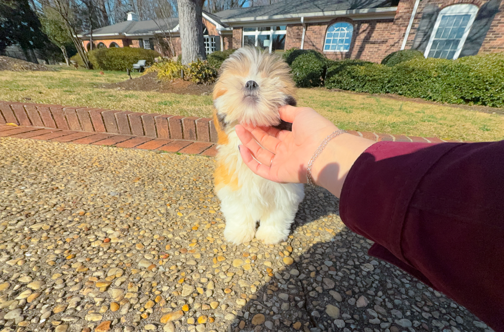 Teddy Bear Pup Being Cute