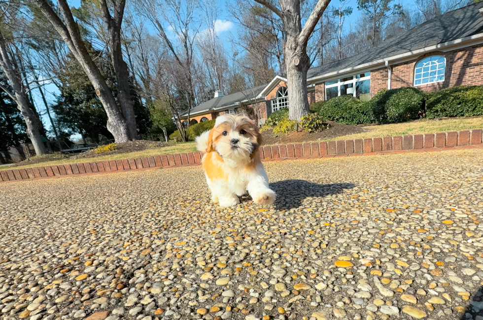 11 week old Teddy Bear Puppy For Sale - Simply Southern Pups