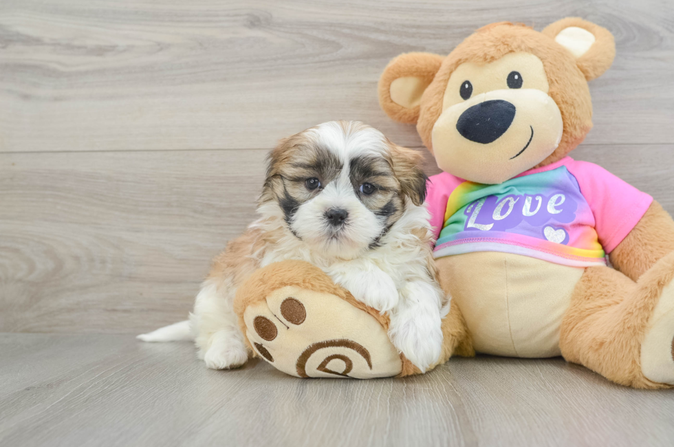 6 week old Teddy Bear Puppy For Sale - Simply Southern Pups