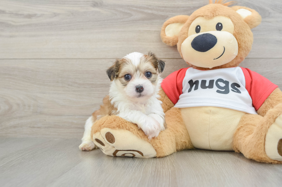 6 week old Teddy Bear Puppy For Sale - Simply Southern Pups