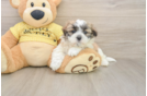 Teddy Bear Puppy for Adoption