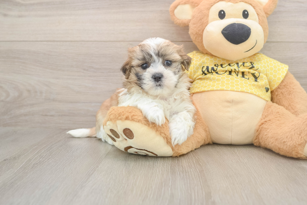 Teddy Bear Puppy for Adoption
