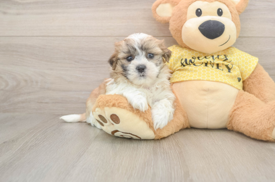 Teddy Bear Puppy for Adoption