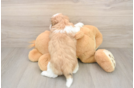 Smart Teddy Bear Designer Pup