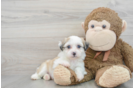 Teddy Bear Puppy for Adoption