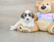 8 week old Teddy Bear Puppy For Sale - Simply Southern Pups
