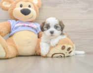 6 week old Teddy Bear Puppy For Sale - Simply Southern Pups