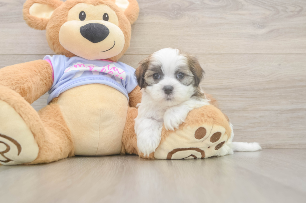 6 week old Teddy Bear Puppy For Sale - Simply Southern Pups