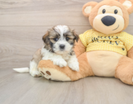 6 week old Teddy Bear Puppy For Sale - Simply Southern Pups