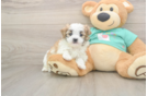 Funny Teddy Bear Designer Pup