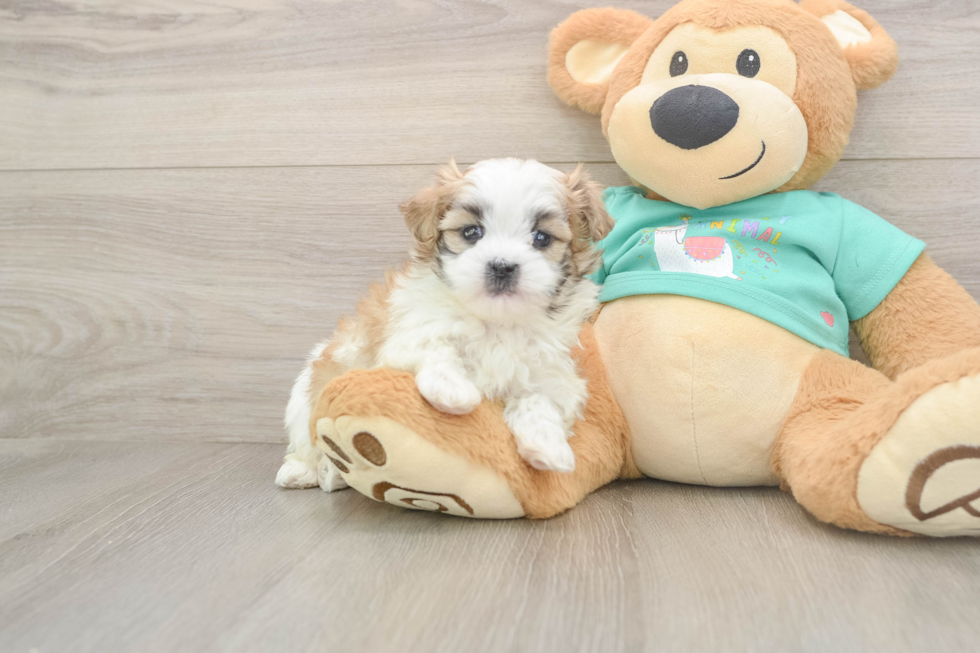 Funny Teddy Bear Designer Pup