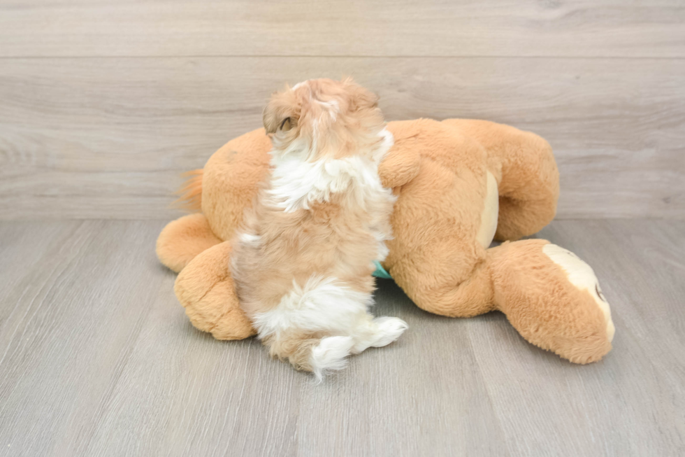 Sweet Teddy Bear Baby