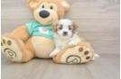 Teddy Bear Puppy for Adoption