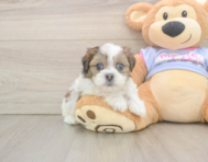 6 week old Teddy Bear Puppy For Sale - Simply Southern Pups