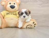 6 week old Teddy Bear Puppy For Sale - Simply Southern Pups