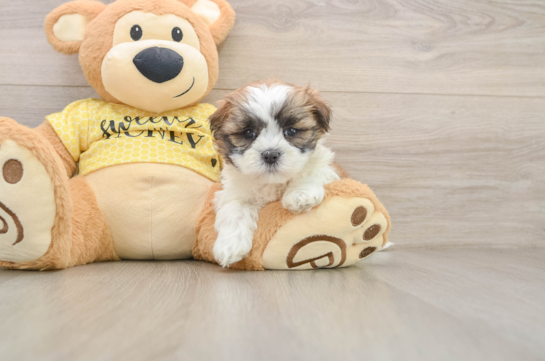 Fluffy Teddy Bear Designer Pup