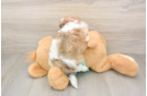 Teddy Bear Pup Being Cute