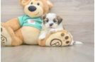 Petite Teddy Bear Designer Pup