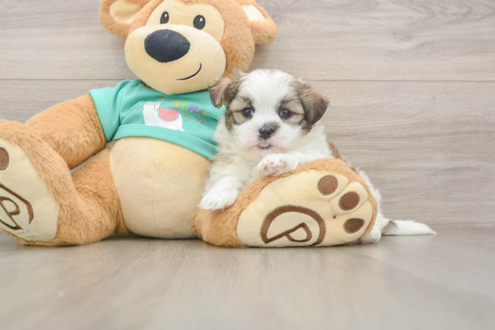 Petite Teddy Bear Designer Pup