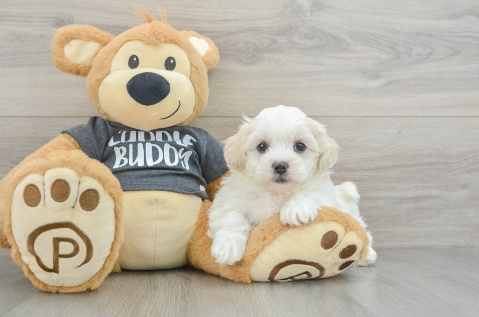 5 week old Teddy Bear Puppy For Sale - Simply Southern Pups