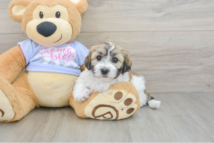 Best Teddy Bear Baby
