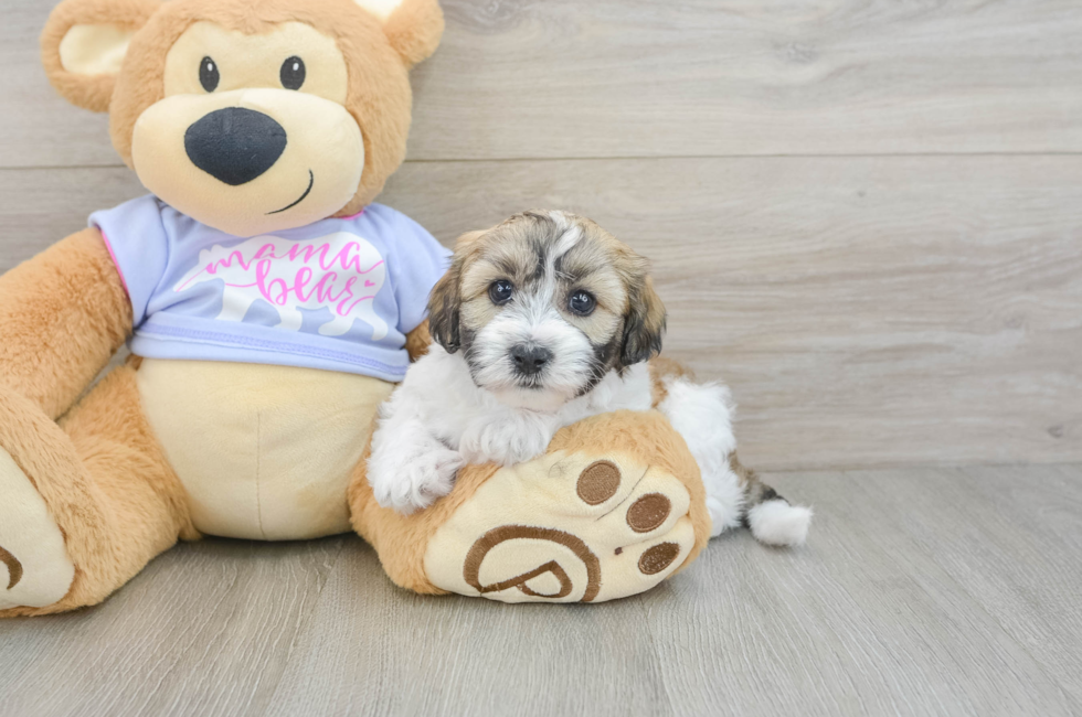 6 week old Teddy Bear Puppy For Sale - Simply Southern Pups