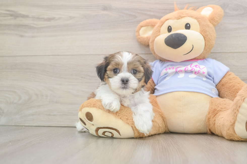 6 week old Teddy Bear Puppy For Sale - Simply Southern Pups