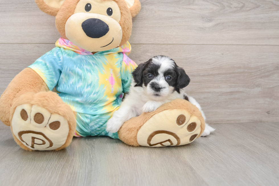 Teddy Bear Puppy for Adoption