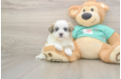 Energetic Shi Chon Designer Puppy