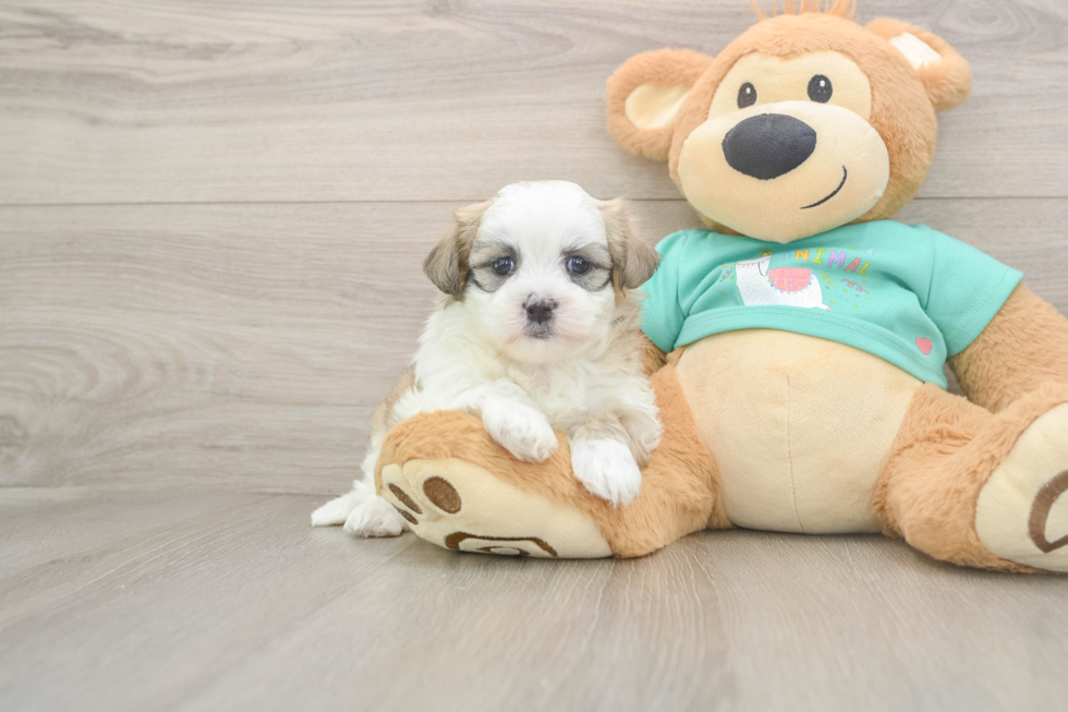 Energetic Shi Chon Designer Puppy