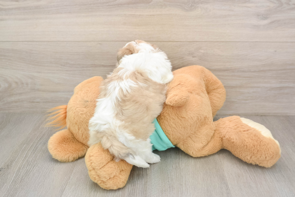 Teddy Bear Pup Being Cute