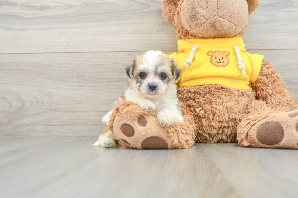 8 week old Teddy Bear Puppy For Sale - Simply Southern Pups