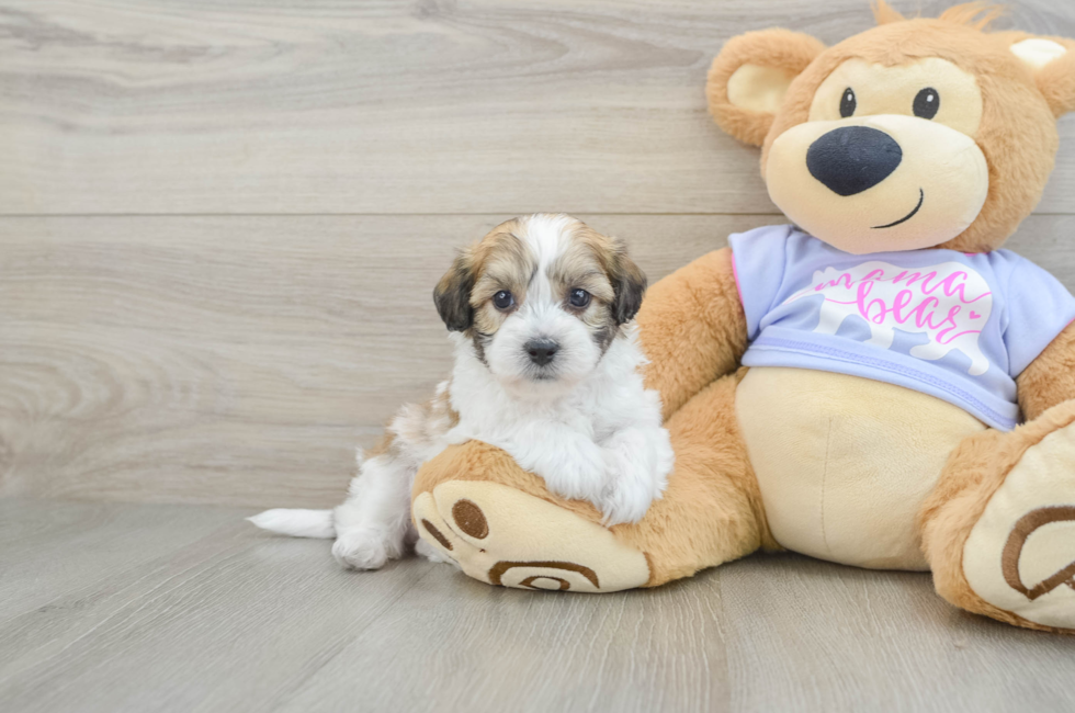6 week old Teddy Bear Puppy For Sale - Simply Southern Pups
