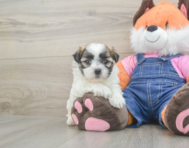 7 week old Teddy Bear Puppy For Sale - Simply Southern Pups