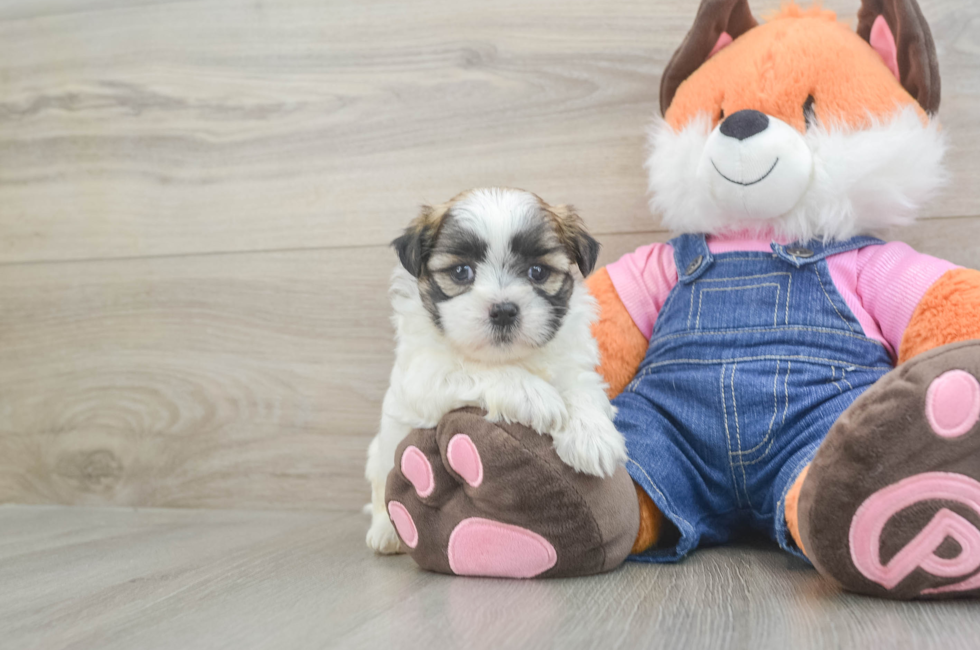5 week old Teddy Bear Puppy For Sale - Simply Southern Pups