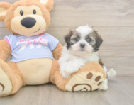 6 week old Teddy Bear Puppy For Sale - Simply Southern Pups