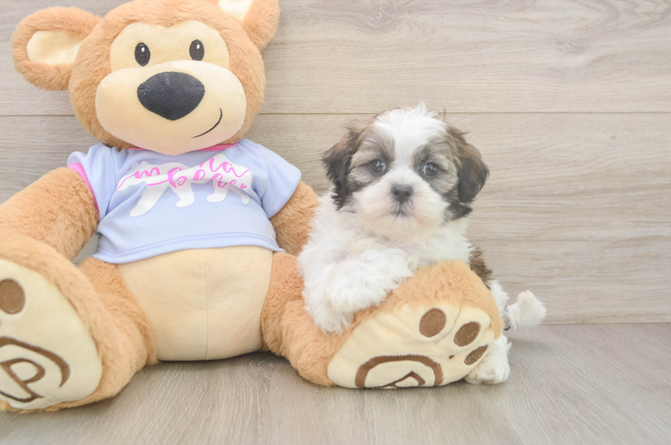 6 week old Teddy Bear Puppy For Sale - Simply Southern Pups