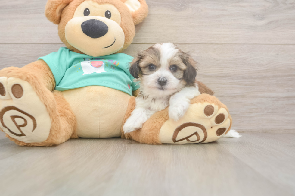 6 week old Teddy Bear Puppy For Sale - Simply Southern Pups