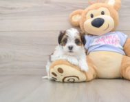 5 week old Teddy Bear Puppy For Sale - Simply Southern Pups