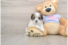 Fluffy Teddy Bear Designer Pup
