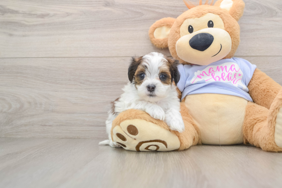 Fluffy Teddy Bear Designer Pup