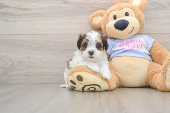 Fluffy Teddy Bear Designer Pup