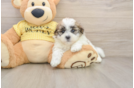 Teddy Bear Pup Being Cute